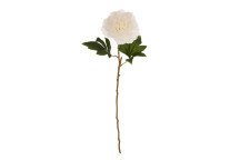 White Peony Stem - Open Ruffled Bloom