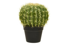 Fiori Cactus In Plastic Pot