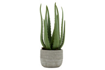 Large Aloe Vera - Cement Pot
