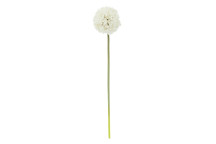 Fiori 72cm Allium Stem - Ivory