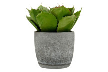 Large Succulent -Cement Pot