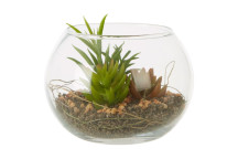 Fiori Mixed Succulent - Glass Pot
