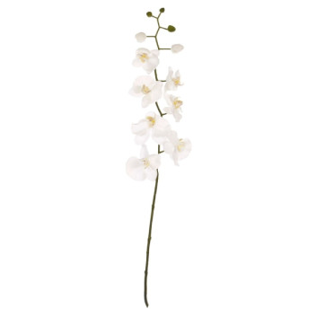 Cream Orchid Stem