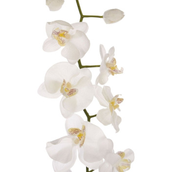 Cream Orchid Stem
