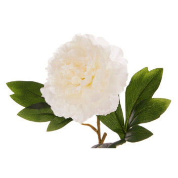 White Peony Stem - Open Ruffled Bloom