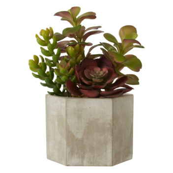 Fiori Mixed Succulent - Ceramic Pot Grey