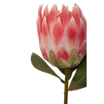 Fiori 62cm Protea Stem - Pink