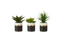 Fiori Set of 3 Succulents - Lotus/aloe Vera/ Ceramic Pot Black/Gold