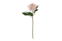 Pink Peony Stem - Open Ruffled Bloom