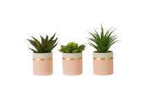 Fiori Set of 3 Succulents - Lotus/aloe Vera/ Ceramic Pot Pink/gold